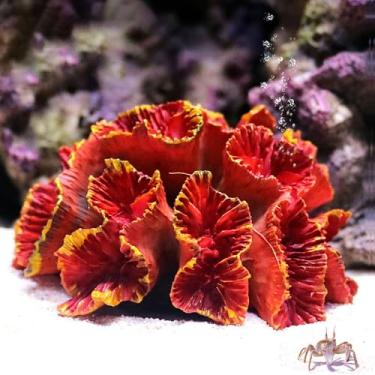 Imagem de Besimple Ornamentos de coral de aquário decoração de plantas de aquário para paisagem de aquário, vermelho