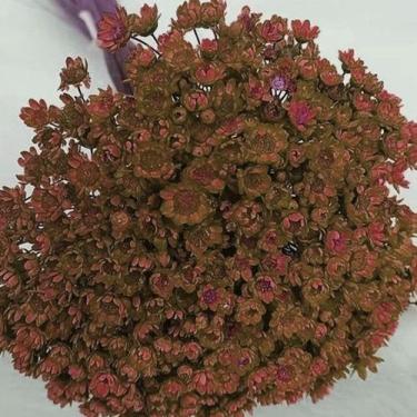 Imagem de 1000 Flores Sempre Vivas  COLORIDAS para casamentos e decoração - Viva
