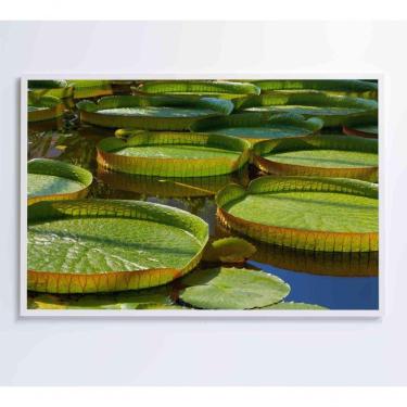 Imagem de Quadro Vitória Regia Amazônia 60x40 Cm Vidro Impresso