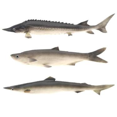 Imagem de Conjunto Modelo de Juguetes de Comida Colgantes de Criaturas Marinas A