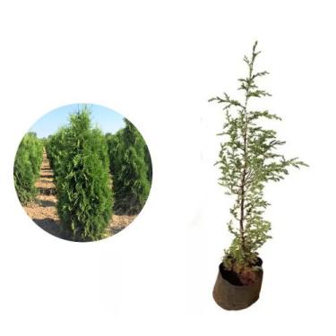 Imagem de Muda de Cedrinho 20 a 40cm AMK - Plantas Online - Genérico