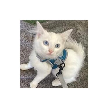 Imagem de Peitoral e coleira para gatos, à prova de fuga, respirável, ajustável, jaqueta de caminhada para gatos, filhotes, gatinhos