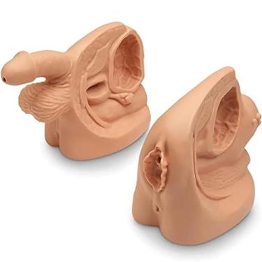 Imagem de Modelo de cateterismo urinário modelo de anatomia genital interna e externa e molde de cateter urinário para ensino clínico e treinamento prático