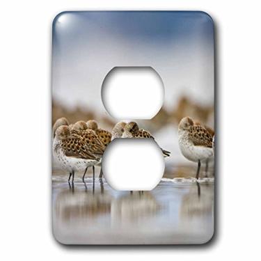 Imagem de 3dRose lsp_95654_6 Wa, Bottle Beach, Gray Harbor, Western Sandpiper Birds Us48 Glu0121 Gary Luhm Tampa para interruptor de luz