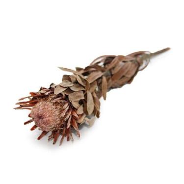 Imagem de Proteia (Unid.) Desidratado - Tem Flores