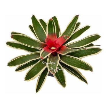 Imagem de Bromelia Neoregelia Carolinae Variegata Planta Natural - Orquiflora