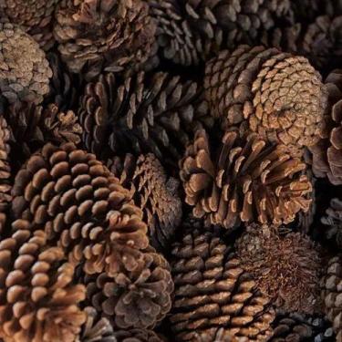 Imagem de 25 Pinhas Naturais Direto Do Sitio Decoração Natal - RK
