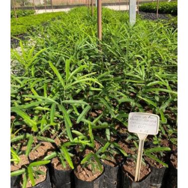 Imagem de mudas de fava de boi - parkia