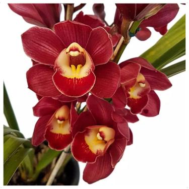 Imagem de Orquídea Cymbidium Flor Avermelhada Muda Linda Planta Natural Coleçao Decoração Casa Varanda Apartamento Jardim