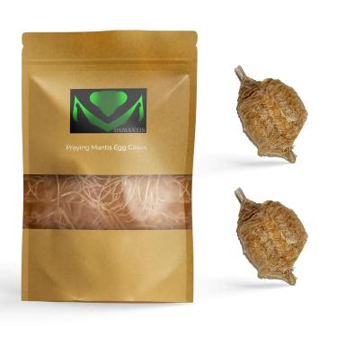 Imagem de USMANTIS Caixa para ovos Ootheca Praying Mantis com saco de habitat para incubação (caixa para 2 ovos) - A haste Education vem com uma bolsa transparente para janela, a caixa para ovos produz