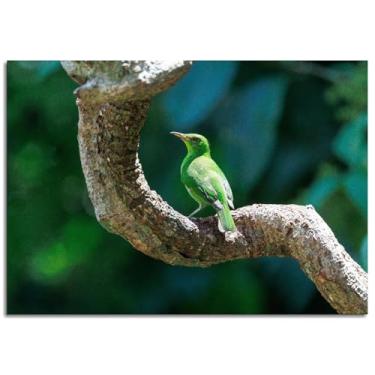 Imagem de Birdwatching Wall Art Costa Canvas Prints Rica Poster For Home Conjunto de 1 Decorações Noframed 30.5 cmx20.3 cm