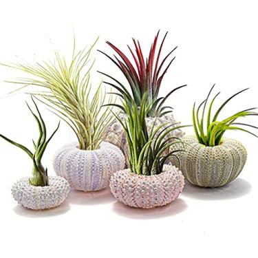 Imagem de 5 Pacotes de Vasos de Plantas Pendurados Em Casca de Ouriço do Mar - Suportes Decorativos para Plantas de Ar para Decoração de Casa, Escritório e Jardim (Conjunto de 4 peças)