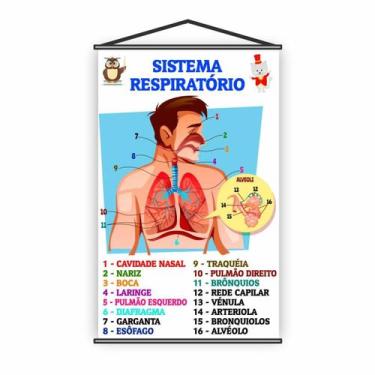 Imagem de Banner Pedagógico Escolar Sistema Respiratório 80X50Cm - Plimshop