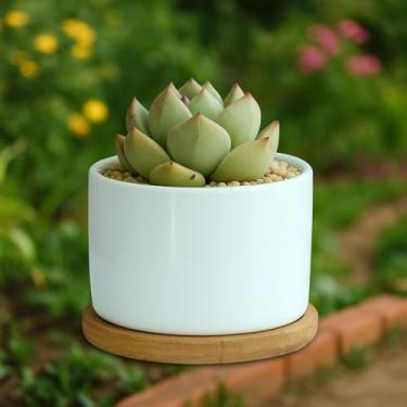 Imagem de Vaso de cerâmica de 3'10.2 cm, vaso de suculentas, mini lindo jardim, flor, plantas, berçário, vasos de suculentas, para plantas de interior, pequeno, branco 1