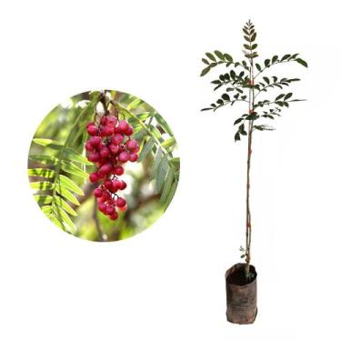 Imagem de Muda de Aroeira Pimenteira Altura de 0,40 cm a 0,80 cm - AMK - Jardina