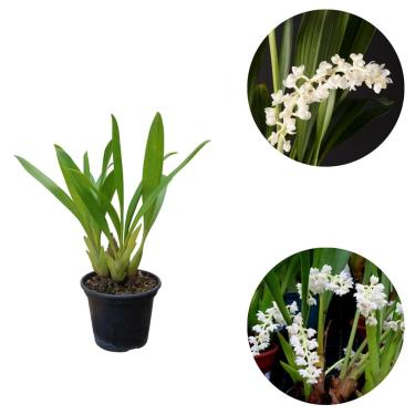 Imagem de Orquídea Pipoca Eria Hyacinthoides Planta Rara Natural Vaso