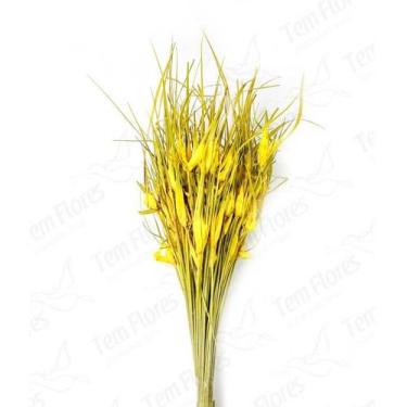Imagem de Capim Estrela Flor Desidratada Buque Flores Secas - Pense Flores, Natu