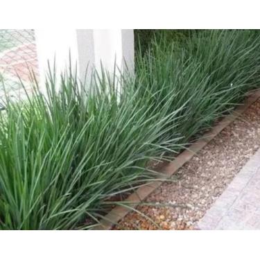 Imagem de Moréia Branca 60cm 10und Mudas Raiz Nua - AZUL VERDE GARDEN