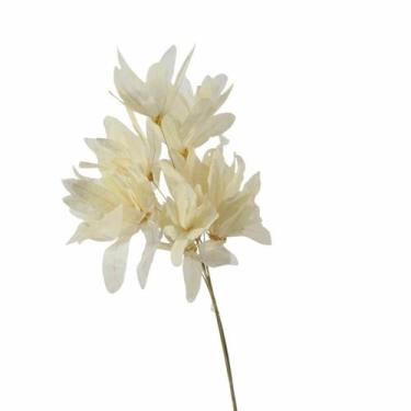 Imagem de Planta Seca Pimentinha no Espeta Natural - Pense Flores