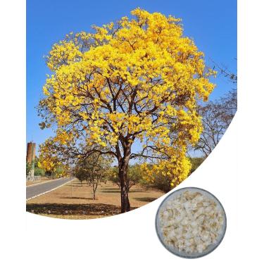 Imagem de 100 Sementes Ipê Amarelo arvore nativa para restauração