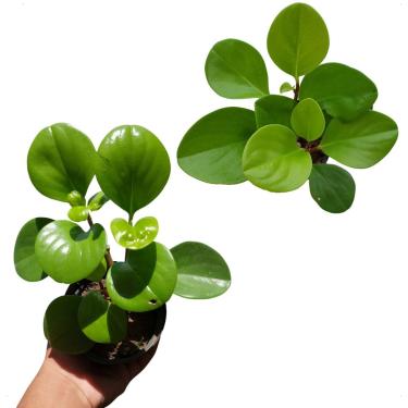 Imagem de Peperomia Obtusifolia Verde Claro Limão Neon Planta Exotica