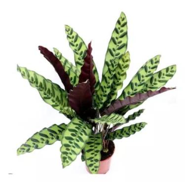 Imagem de Calathea Maranta cascavelo insignis adulta com vaso decoração rara rez