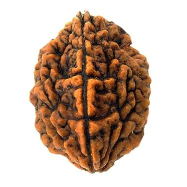 Imagem de NAISHA Colar Himalaia 2 Mukhi Rudraksha Bead, 100% certificado e original de duas faces Rudraksha Sementes, Rudraksha Bead Pooja/Oração/Meditação, 2 Mukhi Style 1, Madeira, Miçanga