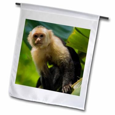 Imagem de 3dRose fl_278324_1 Costa Rica, Macaco Aranha, Bandeira de jardim de árvores, 30,5 x 45,7 cm