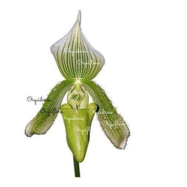 Imagem de Orquídea Sapatinho Paphiopedilum Maudiae Green Planta Adult - no brand