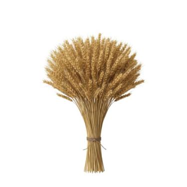 Imagem de 400 Hastes De Trigo Seco Para Decoração Festa Enfeites Artigos Mesa Arranjo Elegante, Wedding Venues & Home Altars, Long-Lasting Beauty Without Care(01 Maço (40 Hastes))