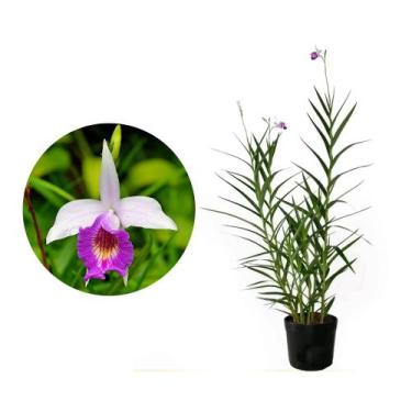 Imagem de Muda de Orquídea Bambu 20 a 40cm AMK - Plantas Online - Genérico