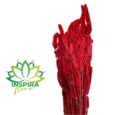 Imagem de Buque Maço Celosia Rabo De Gato Flores Desidratadas - Inspira Flora, V