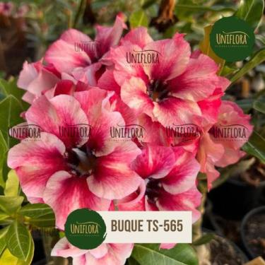 Imagem de ROSA DO DESERTO cor de rosa BUQUE DOBRADO TS565 - UNIFLORA