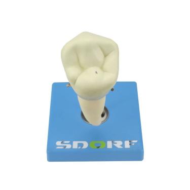 Imagem de Dente Pré-molar Inferior C/ Raiz Única, 8x O Tamanho Real