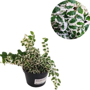 Imagem de Muda Ficus Pumila Variegata Planta Natural Folhagem Delicada