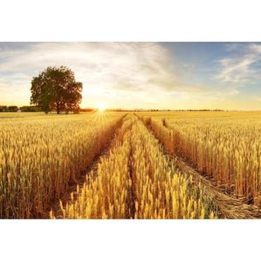 Imagem de Baocicco Fundo de 3 x 2 m, fardos frescos, colheita, pôr do sol, cenário de fotografia, outono, agricultura, palha, colheita, colheita, fazenda, fotografia, estúdio, adereços, papel de parede, cabine