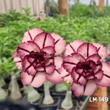 Imagem de Rosa do deserto enxertada LM149 plantas aptas a floração - dm rosa do 