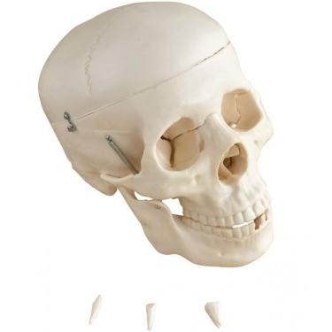 Imagem de Crânio Humano Mandíbula E Calota Móvel E 3 Dentes Móveis