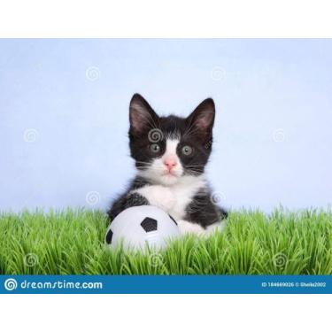 Imagem de bola futebol pet - + dog