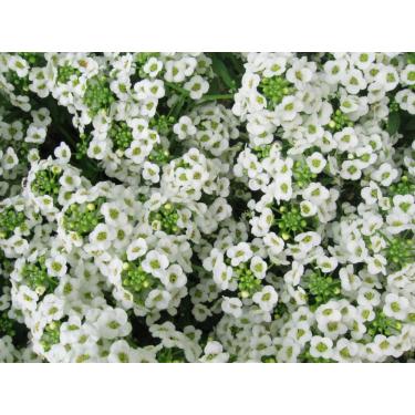 Imagem de Alyssum Tapete de Neve Bela Flor de Jardim por Seed Kingdom Bulk 60.000 Sementes