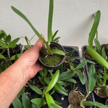 Imagem de Cattleya muda pequena sem identificação - Orquídeas & Cia