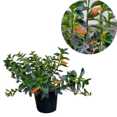 Imagem de Muda Columeia Peixinho Planta Nematanthus Wettsteini Pote 10 Ornamental Flores Alaranjadas Meia-sombra Folhagem Verde