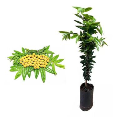 Imagem de Muda de Cabeludinha 20 a 40cm AMK - Plantas Online - AMK Jardinagem e 