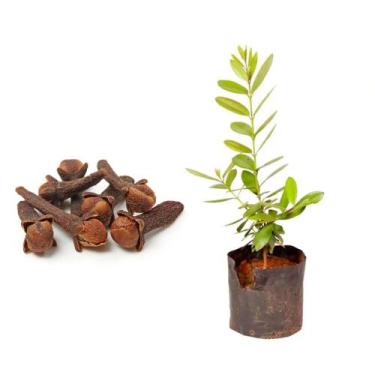 Imagem de Muda de Cravo Da India 20 a 40cm AMK - Plantas Online - AMK Jardinagem