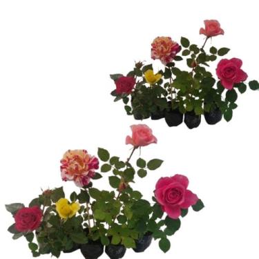 Imagem de Kit 5 Mini Rosas Colombiana Planta adulta cor mista jardim - Orqueflor