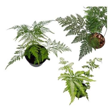 Imagem de Kit 3 Mudas Samambaias Prata Renda Portuguesa e Francesa P10 - Orquifl