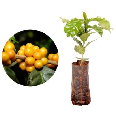 Imagem de Muda de Bourbon Café  20 a 40cm AMK - Plantas Online - AMK Jardinagem 
