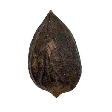 Imagem de Fava Garra de Exú / Garra do Diabo  Proteção  Força  Quebra de Demanda