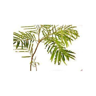 Imagem de Muda de Farinha Seca Altura 0,40 cm a 0,80 cm - Plantas