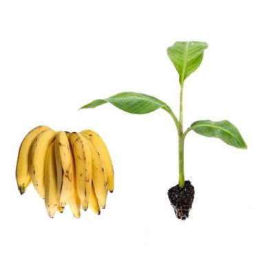 Imagem de Muda de Banana da Terra 20 a 40cm AMK - Plantas Online - AMK Jardinage